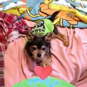 Meet your Posher, Debbie